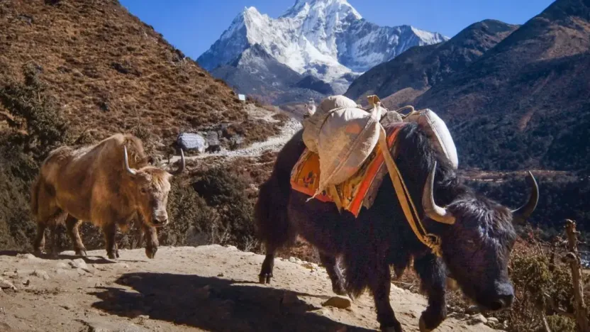 Travoal 661253Dc00D02 Amadablam Nepal
